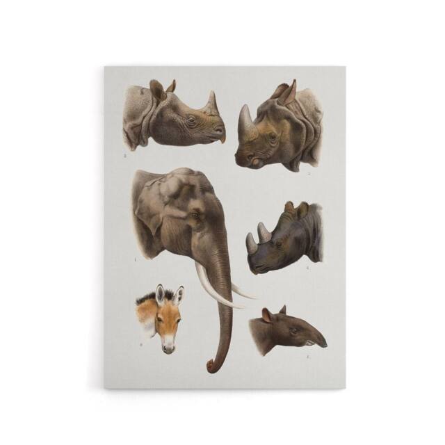 "Artery8 Animals Vintage Illustration Lydekker Canvas Wall Art Print in White - Size: W18"" x H24""" - image 1