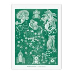Artery8 Haeckel Framed Wall Art Siphonophorae Vintage Marine Illustration in Green - Size: A4 - thumbnail 3