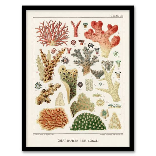 Artery8 Great Barrier Reef of Australia Corals Kent Framed Wall Art Print in White - Size: A4 - image 1