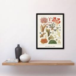Artery8 Great Barrier Reef of Australia Corals Kent Framed Wall Art Print in White - Size: A4 - thumbnail 4