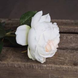 Lemon Pavilion Furniture and Decor Blush Garden Rose Artificial Flower - L9 x W9 x H64 cm - Pink - thumbnail 3