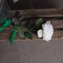 Lemon Pavilion Furniture and Decor Blush Garden Rose Artificial Flower - L9 x W9 x H64 cm - Pink - thumbnail 2