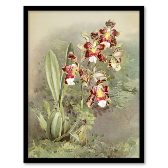 Artery8 Frederick Sander Odontoglossum Harryanum Orchid Framed Wall Art Print - Size: A4 - image 1