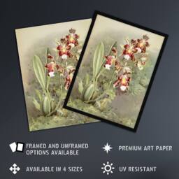 Artery8 Frederick Sander Odontoglossum Harryanum Orchid Framed Wall Art Print - Size: A4 - thumbnail 2