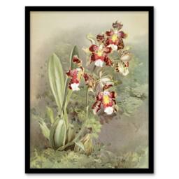 Artery8 Frederick Sander Odontoglossum Harryanum Orchid Framed Wall Art Print - Size: A4 - thumbnail 1