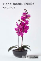 Homescapes Luxury Artificial Orchid in Black Bowl, 54 cm in Cerise - thumbnail 2
