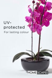 Homescapes Luxury Artificial Orchid in Black Bowl, 54 cm in Cerise - thumbnail 5