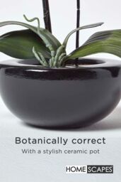 Homescapes Luxury Artificial Orchid in Black Bowl, 54 cm in Cerise - thumbnail 4