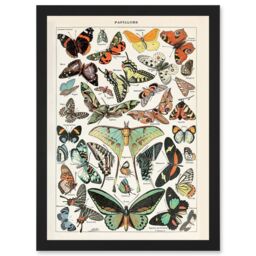 Artery8 Millot Encyclopedia vintage Variety Butterflies Moths Nature Artwork Framed Wall Art Print A4 in Black - thumbnail 1