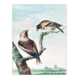 Artery8 Aert Schouman Framed Wall Art Two Hawfinch Birds in Rural Landscape in Blue - Size: A4 - thumbnail 3