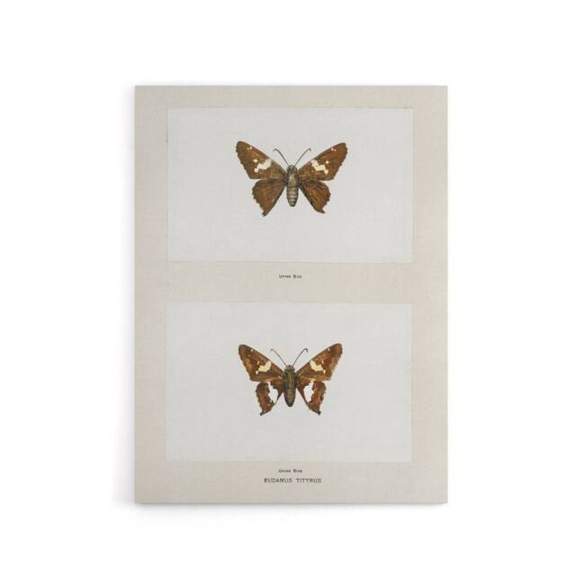 "Artery8 Silver Spotted Skipper Butterfly Denton Canvas Wall Art Print in White - Size: W12"" x H16""" - image 1