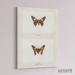 "Artery8 Silver Spotted Skipper Butterfly Denton Canvas Wall Art Print in White - Size: W12"" x H16""" - thumbnail 2