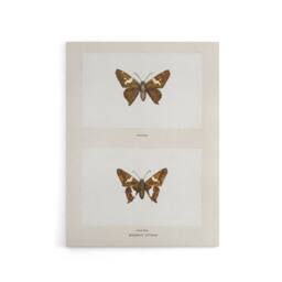"Artery8 Silver Spotted Skipper Butterfly Denton Canvas Wall Art Print in White - Size: W12"" x H16""" - thumbnail 1