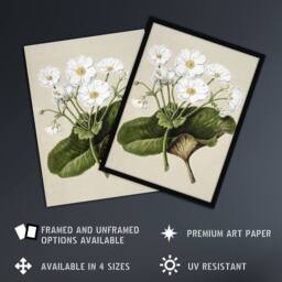 Artery8 New Zealand Mountain Lily Flowers Featon Framed Wall Art Print in Beige - Size: A4 - thumbnail 2