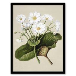 Artery8 New Zealand Mountain Lily Flowers Featon Framed Wall Art Print in Beige - Size: A4 - thumbnail 1