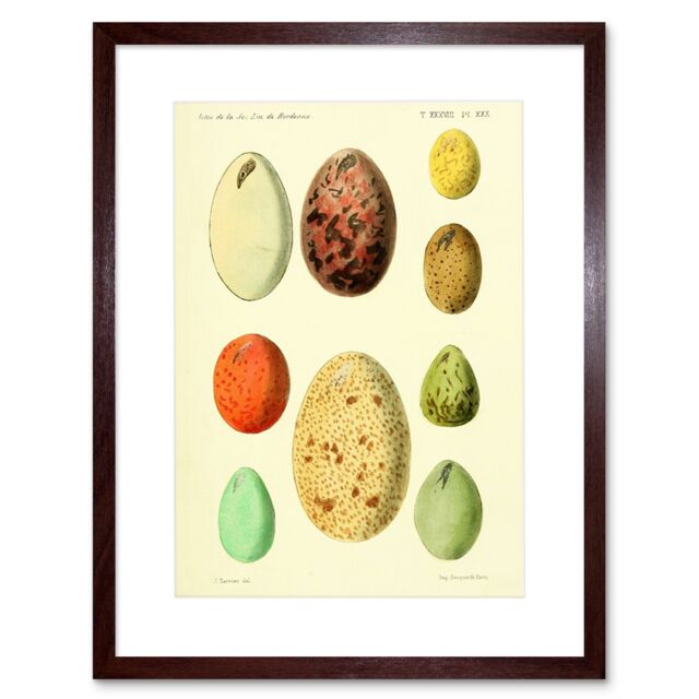 "Artery8 Wall Art Print French Eggs Vintage Art Framed 9x7 inch in Brown - Size: W7"" x H9""" - image 1