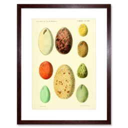 "Artery8 Wall Art Print French Eggs Vintage Art Framed 9x7 inch in Brown - Size: W7"" x H9""" - thumbnail 1