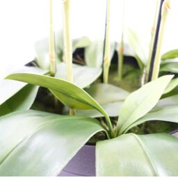 Leaf 110cm Artificial Black Orchid Plant Artifcial 41 REAL TOUCH flowers in Green - thumbnail 4