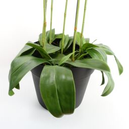 Leaf 110cm Artificial Black Orchid Plant Artifcial 41 REAL TOUCH flowers in Green - thumbnail 5