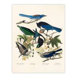 Artery8 John James Audubon Framed Wall Art Print Magpie Clarks Crow & Jays in White - Size: A4 - thumbnail 3