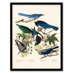 Artery8 John James Audubon Framed Wall Art Print Magpie Clarks Crow & Jays in White - Size: A4 - thumbnail 1