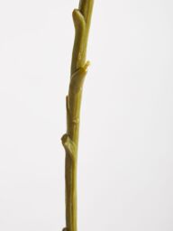 Orsina Chrysanthemum Stem - 84cm Pink, Lifelike Artificial Flower With Soft Pink Petals & Green Stem, Adds A - thumbnail 2