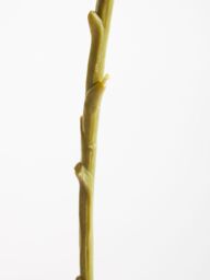 Orsina Chrysanthemum Stem - 84cm Pink, Lifelike Artificial Flower With Soft Pink Petals & Green Stem, Adds A - thumbnail 5