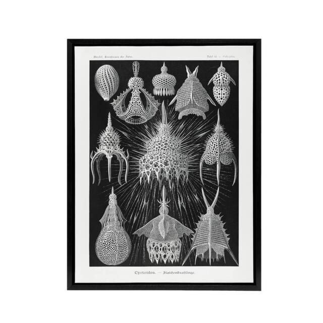 "Artery8 Marine Microorganisms Haeckel Botanical Black Framed Canvas Wall Art - Size: W24"" x H32""" - image 1