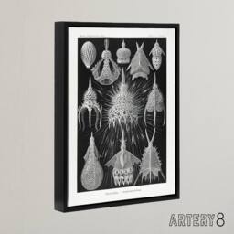 "Artery8 Marine Microorganisms Haeckel Botanical Black Framed Canvas Wall Art - Size: W24"" x H32""" - thumbnail 2