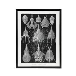 "Artery8 Marine Microorganisms Haeckel Botanical Black Framed Canvas Wall Art - Size: W24"" x H32""" - thumbnail 1