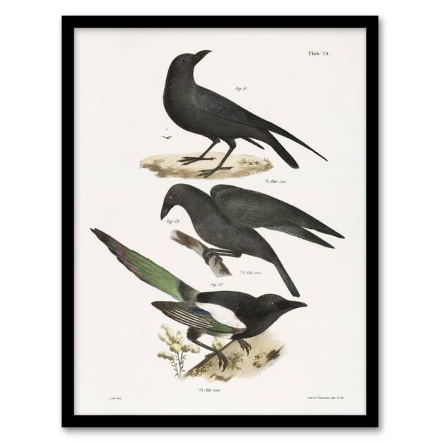 Artery8 James Ellsworth De Kay Raven Crow & Magpie Framed Wall Art Print in White - Size: A4 - image 1