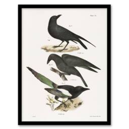 Artery8 James Ellsworth De Kay Raven Crow & Magpie Framed Wall Art Print in White - Size: A4 - thumbnail 1