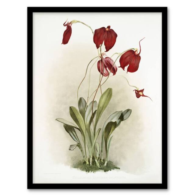 Artery8 F Sander Masdevallia Harryana Splendens Orchid Framed Wall Art Print - Size: A4 - image 1