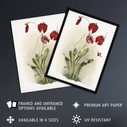 Artery8 F Sander Masdevallia Harryana Splendens Orchid Framed Wall Art Print - Size: A4 - thumbnail 2