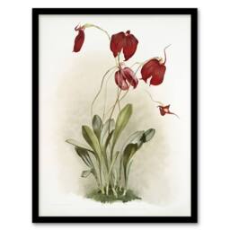 Artery8 F Sander Masdevallia Harryana Splendens Orchid Framed Wall Art Print - Size: A4 - thumbnail 1