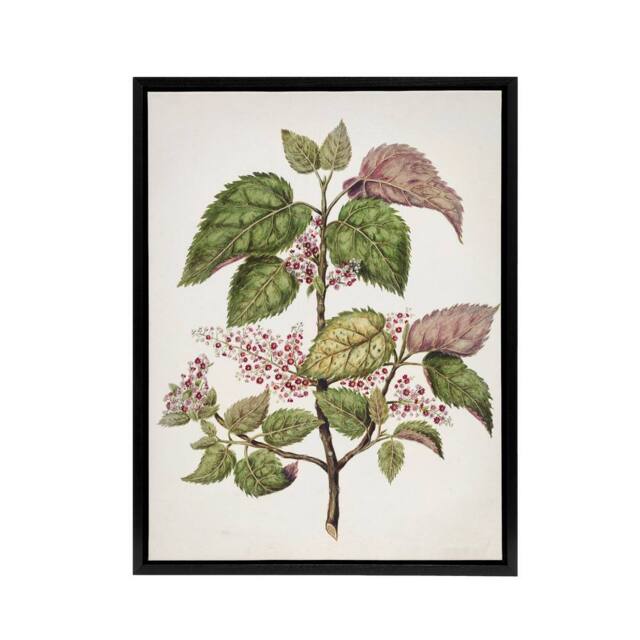 "Artery8 New Zealand Makomako Flowering Plant Featon Framed Canvas Wall Art in Beige - Size: W24"" x H32""" - image 1