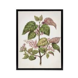 "Artery8 New Zealand Makomako Flowering Plant Featon Framed Canvas Wall Art in Beige - Size: W24"" x H32""" - thumbnail 1