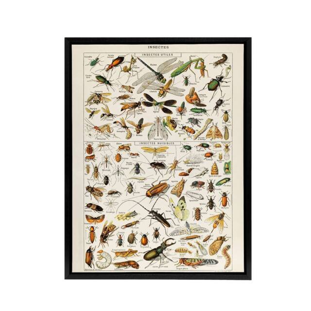 "Artery8 Millot Encyclopedia Page Dragonfly Insects Framed Canvas Wall Art Print - Size: W24"" x H32""" - image 1