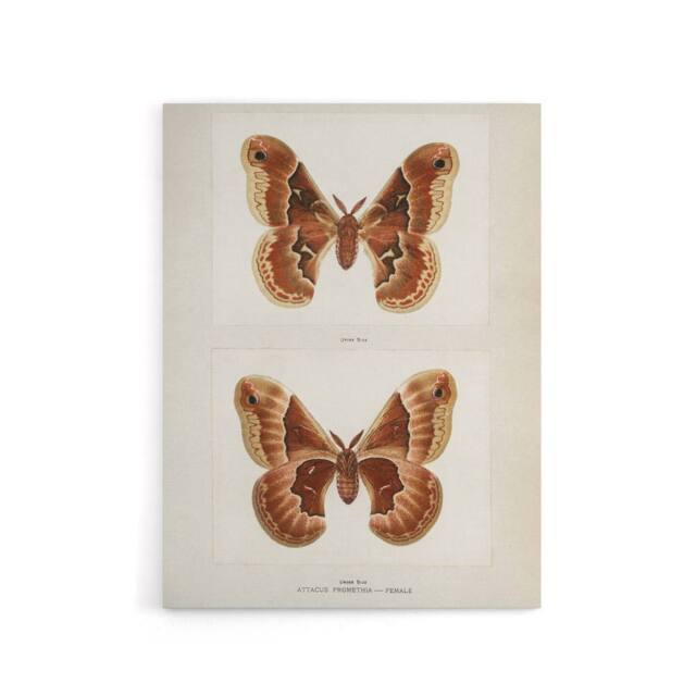 "Artery8 Promethea Silkmoth Female Sherman Denton Canvas Wall Art Print in White - Size: W12"" x H16""" - image 1