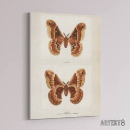 "Artery8 Promethea Silkmoth Female Sherman Denton Canvas Wall Art Print in White - Size: W12"" x H16""" - thumbnail 2