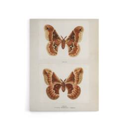 "Artery8 Promethea Silkmoth Female Sherman Denton Canvas Wall Art Print in White - Size: W12"" x H16""" - thumbnail 1