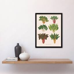 "Artery8 Beet or Swiss Chard Vegetables Ernst Benary Framed Wall Art Print in White - Size: W12"" x H16""" - thumbnail 4