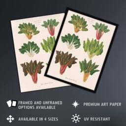 "Artery8 Beet or Swiss Chard Vegetables Ernst Benary Framed Wall Art Print in White - Size: W12"" x H16""" - thumbnail 2