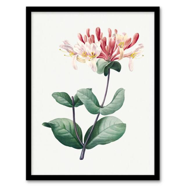 Artery8 Redoute Framed Wall Art Honeysuckle Vintage Botanical Illustration in White - Size: A4 - image 1