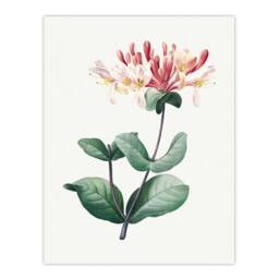 Artery8 Redoute Framed Wall Art Honeysuckle Vintage Botanical Illustration in White - Size: A4 - thumbnail 3