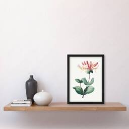 Artery8 Redoute Framed Wall Art Honeysuckle Vintage Botanical Illustration in White - Size: A4 - thumbnail 2
