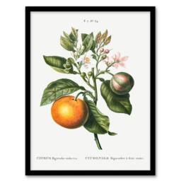 Artery8 Pierre J Redoute Framed Wall Art Bitter Orange Vintage Botanical in White - Size: A4 - thumbnail 1