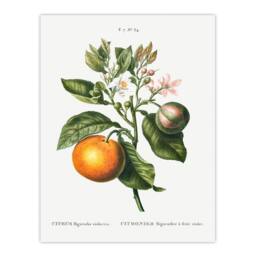Artery8 Pierre J Redoute Framed Wall Art Bitter Orange Vintage Botanical in White - Size: A4 - thumbnail 3