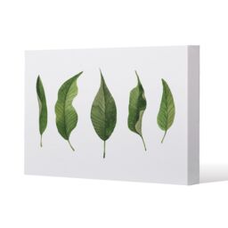 Benjamin Tate Design Selection Of Leaves (Canvas Print) / 77 x 77 x 4cm in Natural - Size: 77 x 77 x 4 cm - thumbnail 1