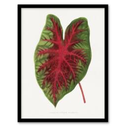 Artery8 AF Lydon B Fawcett Caladium Bicolor Splendens Leaf Framed Art Print in White - Size: A4 - thumbnail 1